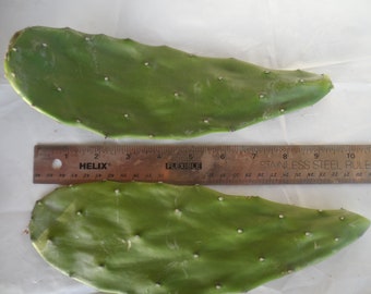 2x Prickly Pear Cactus Cutting w/out roots, Spinless edible variety. Easy to grow, ready to plant or eat. Free Shipping w/ Free Offer