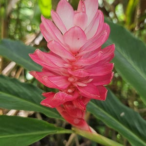 May include: Close-up of a vibrant pink ginger flower with layered petals, transitioning to a lighter pink at the tips. The flower is surrounded by large, green leaves, set against a blurred background of foliage.