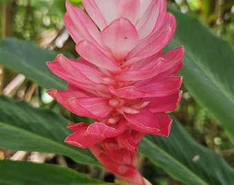 1 Large rhizome Alpina Purpurata Hot pink. Tropical and exotic ginger plant. Brings alot of color to a garden and attracts pollinators.