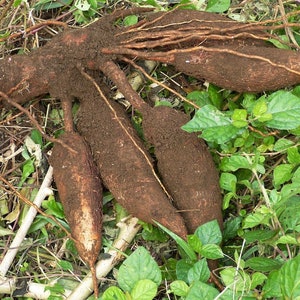 5x Cuttings Sweet Yuca, Cassava, Manihot, Esculenta, Tree Plant Root Clipping, Ships Free image 3