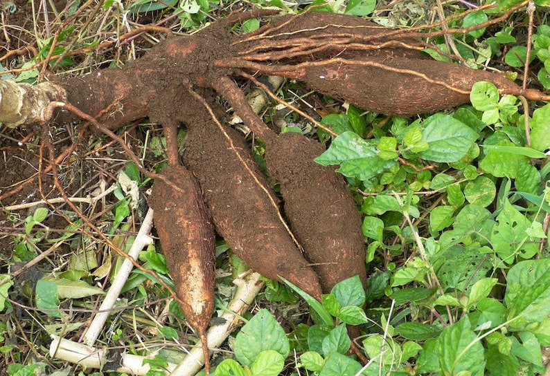 5x Cuttings Sweet Yuca, Cassava, Manihot, Esculenta, Tree Plant Root Clipping, Ships Free image 3