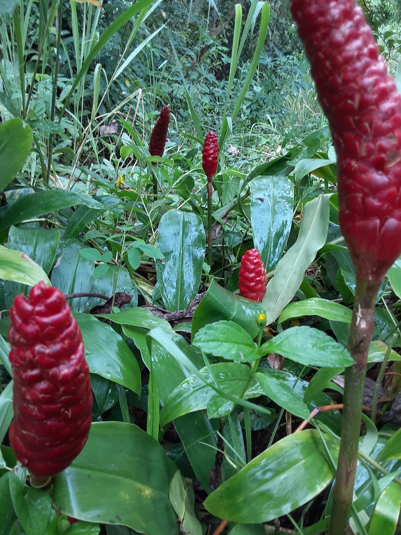 10 Shampoo Ginger Rhizomes Zingiber Zerumbet Awapuhi Etsy