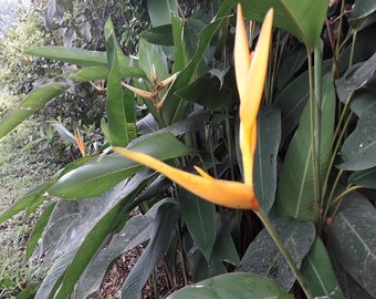 2 Yellow Bird of Paradise Rhizomes , 10 inches tall, live rooted tropical plants. Exotic and easy to grow heliconia. Free Shipping included