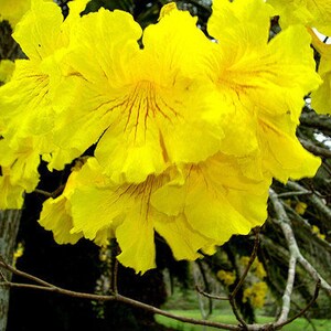 20x Golden trumpet Tree Seeds, Handroanthus chrysanthus, Guayacan amarillo, Beautiful Yellow flowers, Freshly Harvested & Easy to Grow.. image 5