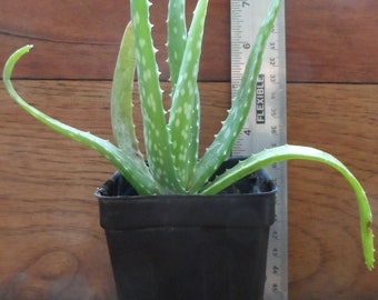 Aloe vera plant in 4 inch pot. East to grow medicinal plant, helps with burns and detoxing the body. Makes a great low care house plant.