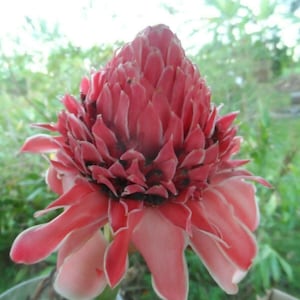 1x Sweet pink torch ginger, etlingera live rhizome tropical exotic flower, Edible petals, used in Korean cuisine. Free shipping!