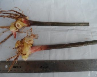 2x Shampoo Ginger Rhizomes, Zingiber zerumbet, Pine Cone Ginger Plant, Free Shipping w/ Free Offer