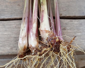 5 fresh citronel Lemongrass stalks, make a great tea. Easy to grow, Great for repelling insects,Smells great! Free shipping included.
