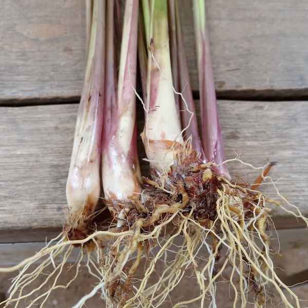 5 fresh citronel Lemongrass stalks, make a great tea. Easy to grow, Great for repelling insects,Smells great! Free shipping included.