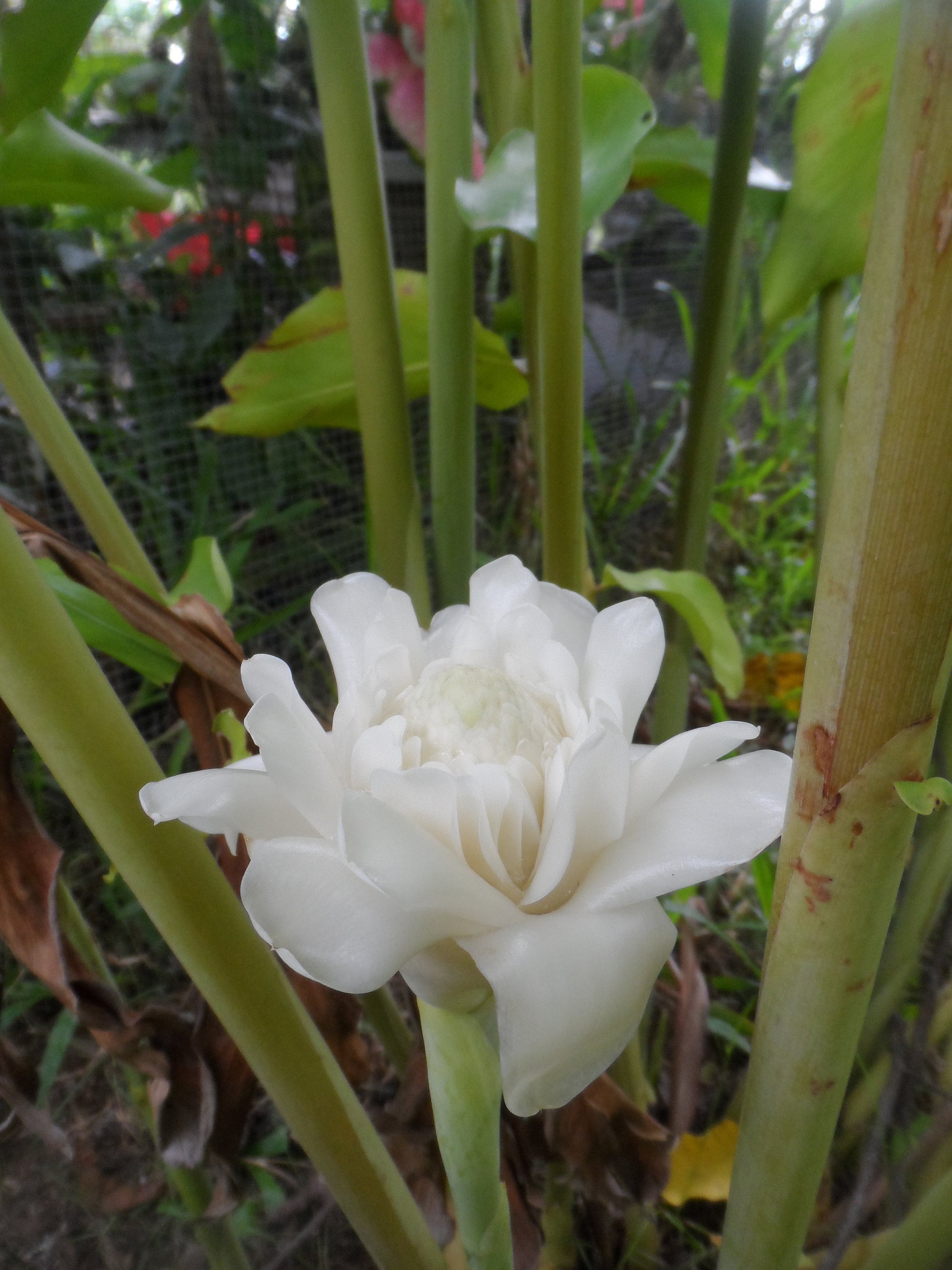 1x White Torch Ginger Rhizome, Etlingera Elatio, Tropical Exotic