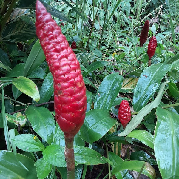 Shampoo Ginger Rhizomes, Zingiber zerumbet, Pine Cone Ginger Plant, Free Shipping w/ Free Offer