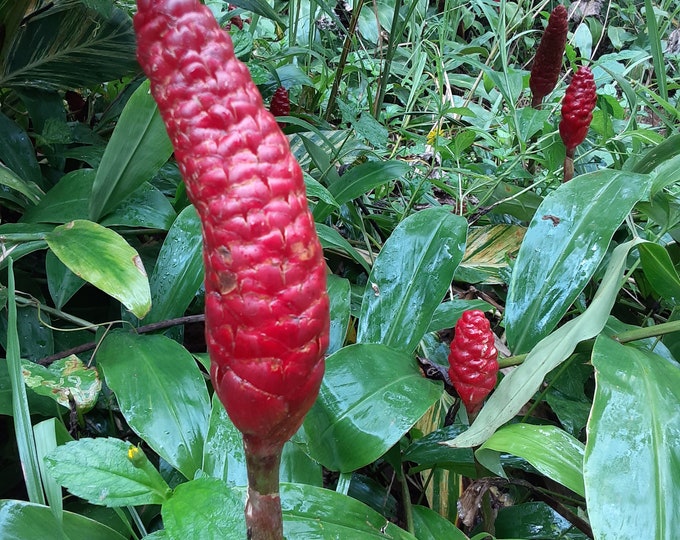 10 Shampoo Ginger Rhizomes, Zingiber Zerumbet, Awapuhi Kuahiwi ...