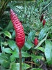 Shampoo Ginger Rhizomes, Zingiber zerumbet, Pine Cone Ginger Plant, Free Shipping w/ Free Offer 