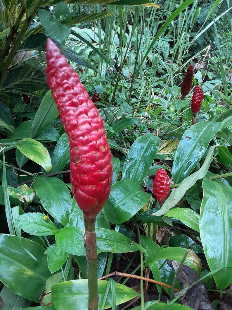 Shampoo Ginger Rhizomes, Zingiber zerumbet, Pine Cone Ginger Plant, Free Shipping w/ Free Offer image 1