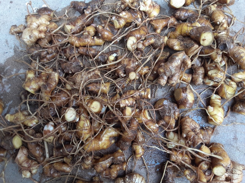 10 Shampoo Ginger Rhizomes Zingiber Zerumbet Awapuhi Etsy