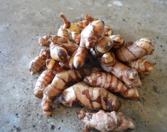 8 oz of fresh harvested turmeric, curcuma, plant or eat it. Medicinal easy to grow.  Free of chemicals and pesticides. 3 to 4 day shipping!