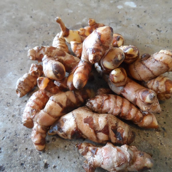 8 oz of fresh harvested turmeric, curcuma, plant or eat, Medicinal easy to grow.  Free of chemicals and pesticides. Ships Free!
