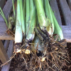 5 west Indian Lemongrass Stalks w/ roots, Tropical grass, great for repelling bugs and has a great smell. Common cooking var. great for tea!