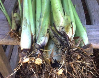 5 west Indian Lemongrass Stalks w/ roots, Tropical grass, great for repelling bugs and has a great smell. Common cooking var. great for tea!