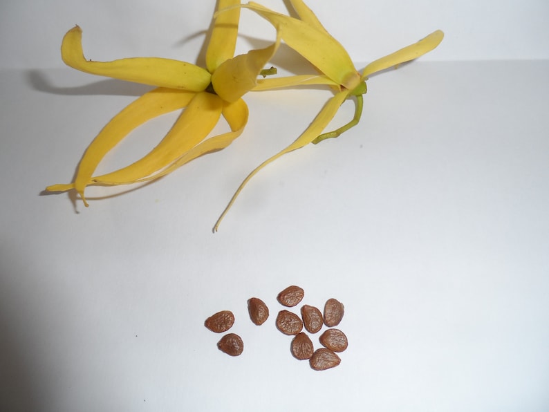 10 Ylang Ylang Tree Seeds Cananga Odorata the Most Fragrant Etsy