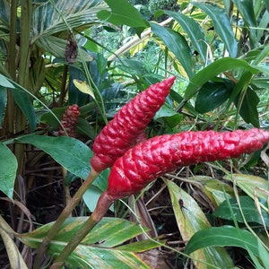 3 shampoo ginger rhizomes, Zingiber zerumbet, Pine Cone Ginger Plant. Tropical , fragrant, produces natural gel like shampoo.
