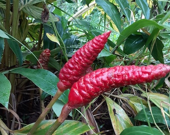 3 shampoo ginger rhizomes, Zingiber zerumbet, Pine Cone Ginger Plant. Tropical , fragrant, produces natural gel like shampoo.