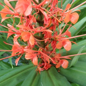 2x Pink Hedychium ginger rhizomes, Beautiful bright blooms, quick growing and low maintenance plant. attracts butterflies and hummingbirds!