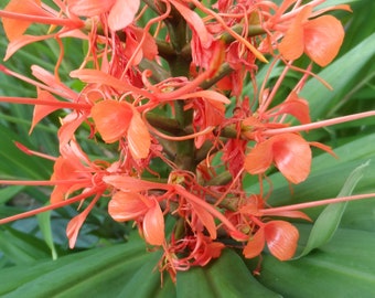 2x Pink Hedychium ginger rhizomes, Beautiful bright blooms, quick growing and low maintenance plant. attracts butterflies and hummingbirds!