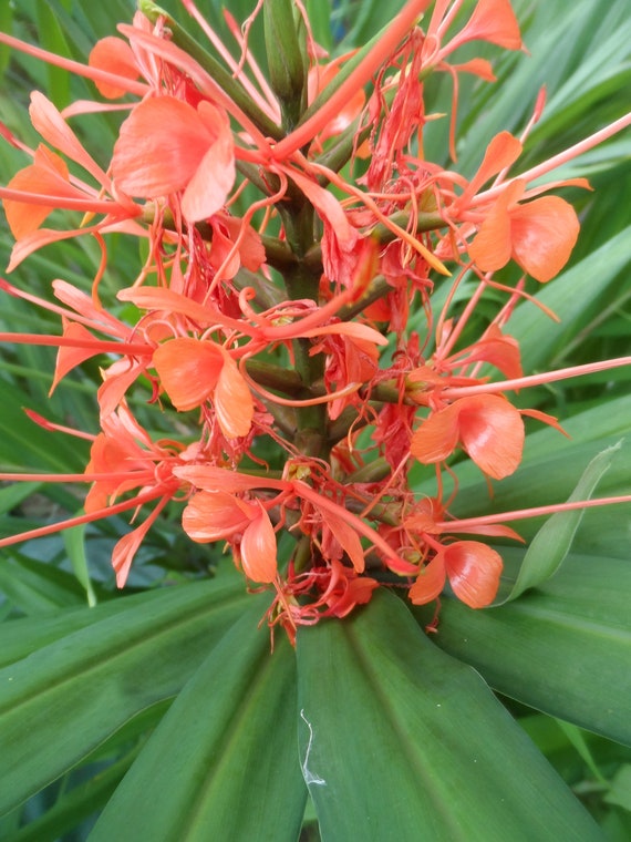 2x Pink Hedychium ginger rhizomes, Beautiful bright blooms, quick growing and low maintenance plant. attracts butterflies and hummingbirds!