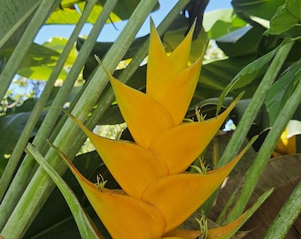 1 Heliconia caribaea yellow rhizome, exotic tropical flower, attracts the pollinators with its colorful bright blooms. Free Shipping!