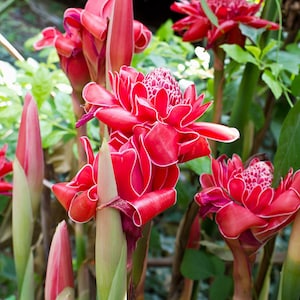 1 Fresh Red torch ginger rhizomes, Etlingera elatior exotic Flower &#39;&#39;Daeng&#39;&#39; Plant. Easy to grow, traditional and culinary uses. Ships free!