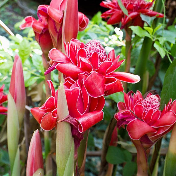 1 Fresh Red torch ginger rhizomes, Etlingera elatior exotic Flower ''Daeng'' Plant. Easy to grow, traditional and culinary uses. Ships free!