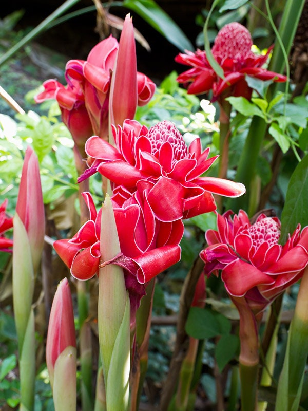 1 Fresh Red torch ginger rhizomes, Etlingera elatior exotic Flower ''Daeng'' Plant. Easy to grow, traditional and culinary uses. Ships free!