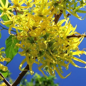 10 Ylang Ylang Tree Seeds, Cananga odorata, The most Fragrant Flowers, Make your own perfume, Channel# 5, Shipping is Free!