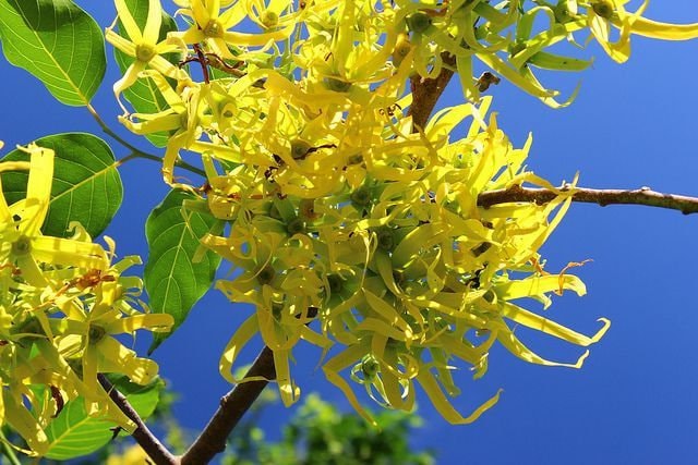 10 Ylang Ylang Tree Seeds, Cananga odorata, The most Fragrant Flowers, Make your own perfume, Channel# 5, Shipping is Free!