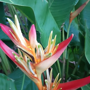 2X Orange multi color tropical Heliconia Rhizomes w/ 10 inch stock, Easy to grow and fast producing. Exotic flowers with bright blooms.