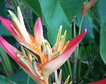 2X Orange multi color tropical Heliconia Rhizomes w/ 10 inch stock, Easy to grow and fast producing. Exotic flowers with bright blooms.