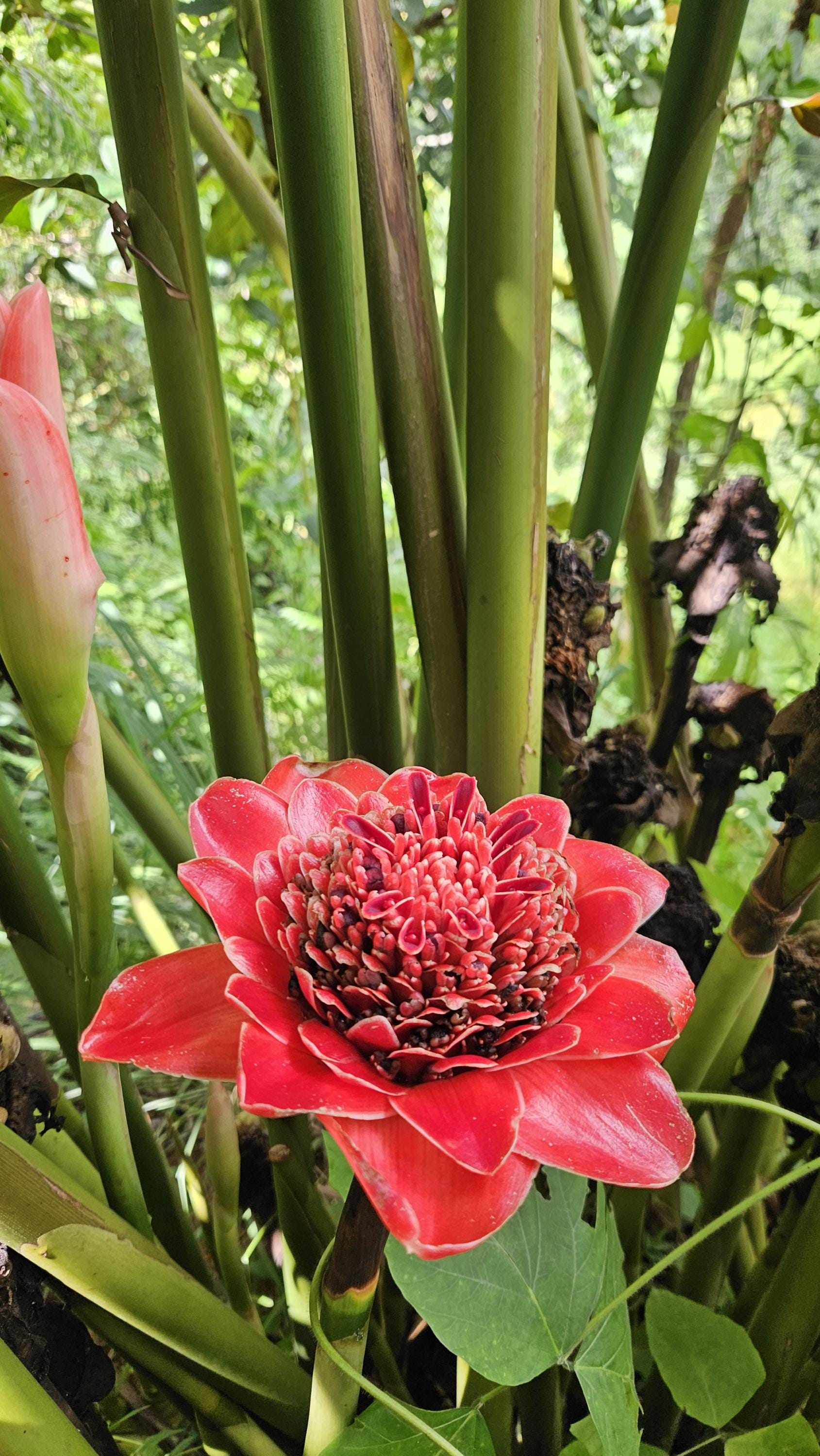 1 Siam Rose Torch Ginger Rhizome, Exotic Rare Ginger Flower. Easy