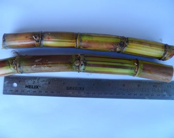 2 Striped Sugar Cane Seedlings. Cana Dulce, Jamaican striped. Plant or juice it! Cut Fresh, easy to grow.  Free priority shipping included!