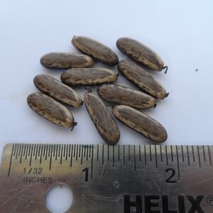 May include: A close-up of a group of brown and tan seeds, approximately 2.5 cm in length, with a ruler for scale.