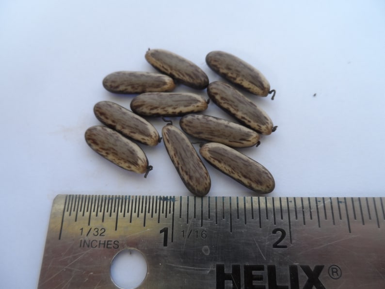 May include: A close-up of a group of brown and tan seeds, approximately 2.5 cm in length, with a ruler for scale.
