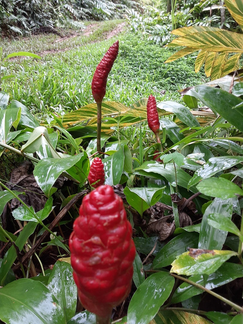 Shampoo Ginger Rhizomes Zingiber Zerumbet Pine Cone Ginger Etsy