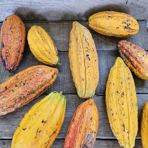 Theobroma cocao seed pods, Fresh harvested. 3 Lbs of pods, approx 2 to 3 pods. Can be used to grow the seeds or to make your own chocolate!