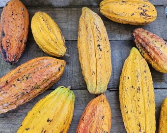 Theobroma cocao seed pods, Fresh harvested. 3 Lbs of pods, approx 2 to 3 pods. Can be used to grow the seeds or to make your own chocolate!