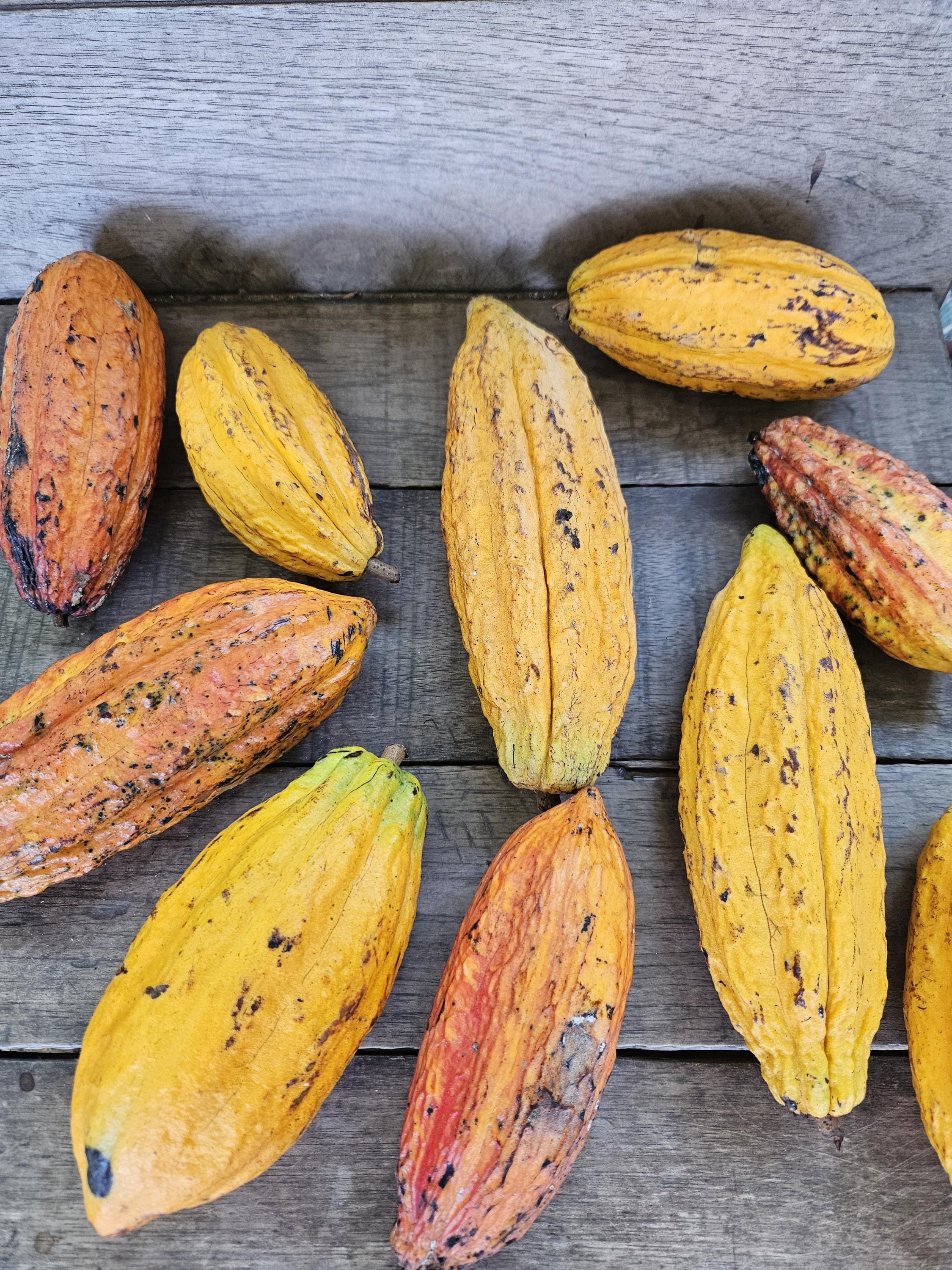 elfbar elfa master akku Replica Cocoa Pod
