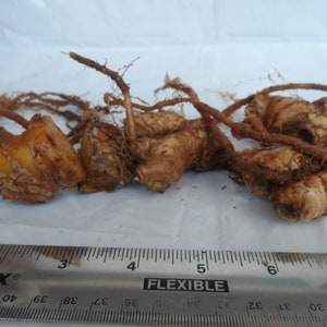Shampoo Ginger Rhizomes, Zingiber zerumbet, Pine Cone Ginger Plant, Free Shipping w/ Free Offer image 5