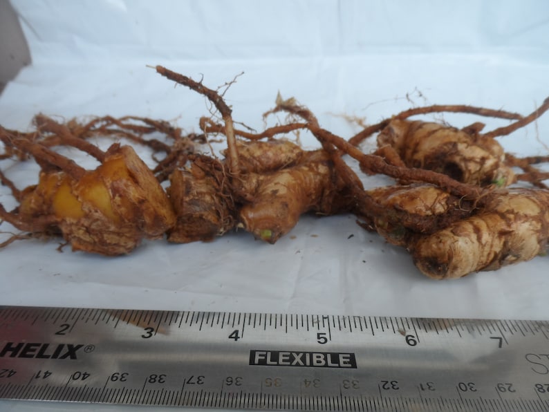 Shampoo Ginger Rhizomes Zingiber zerumbet Pine Cone Ginger Etsy