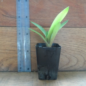 1x Blue Agave Plant. Very easy to care for succulent, comes in 3 inch pot. Can be container grown or outdoors in warm climates. Ships Free!