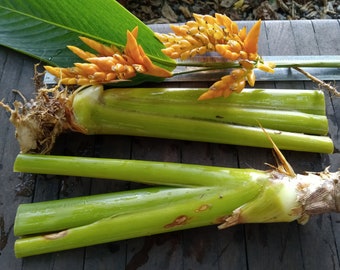 2x Stromanthe jacquinii heliconia rhizomes. Exotic shade loving heliconia with many blooms and unusual flower that resembles chicken feet.