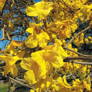 20x Golden trumpet Tree Seeds, Handroanthus chrysanthus, Guayacan amarillo, Beautiful Yellow flowers, Freshly Harvested & Easy to Grow.. image 4